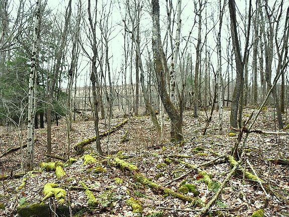 5th image of 0 Piney Rd