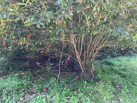 5th image of 366 & 374 Rain Forest Rd Lot 62 & 63