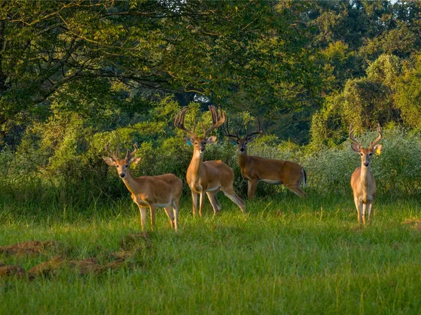 1577 County Road 431, Tennessee Colony, TX 75861