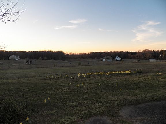 Field Scattered w/ Daffodils