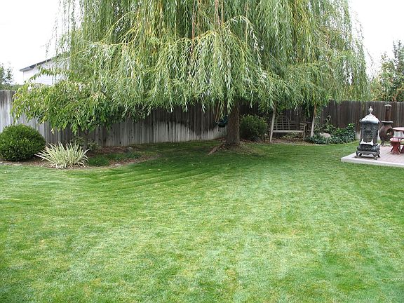 Beautiful Willow Shade Tree