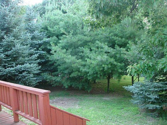 Back yard with trees