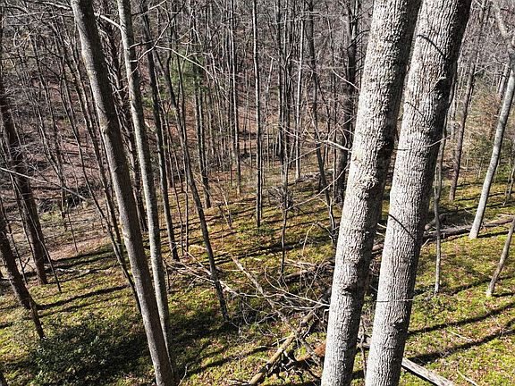 Wooded Acreage with Creek For Sale in Carroll County, Virginia by Justin Rolfe, Mossy Oak Properties Land and Luxury