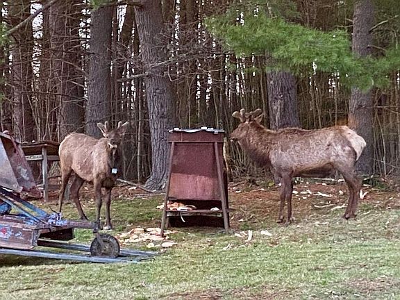 3rd image of 691 Elk Lick Rd