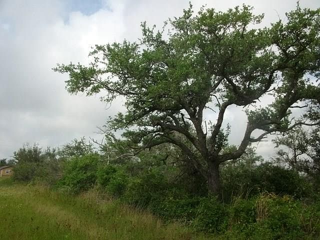 1st image of 1605 Weeping Willow