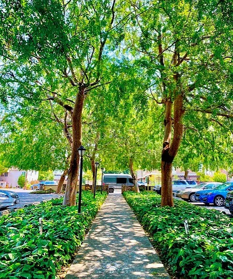 Leafy Grove — Photo 133
