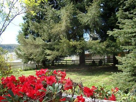 beautiful landscaping & yard