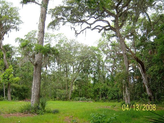 looking into the trees gently swaying as they catch the ocean breeze