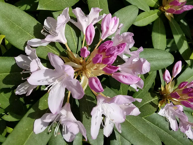 Rhododendrons