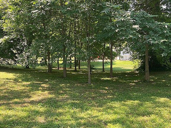 Pecan trees
