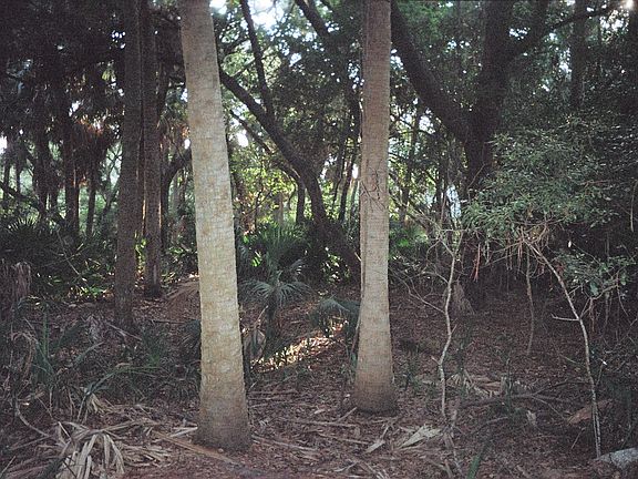 Lot interior toward lagoon
