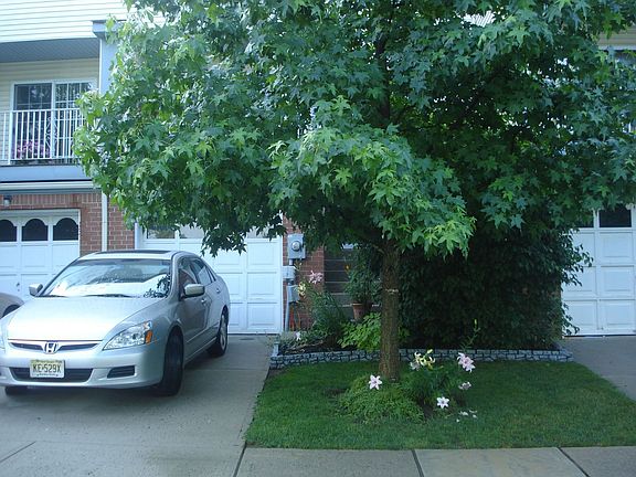 big tree