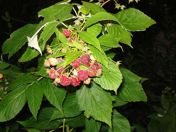 Raspberries