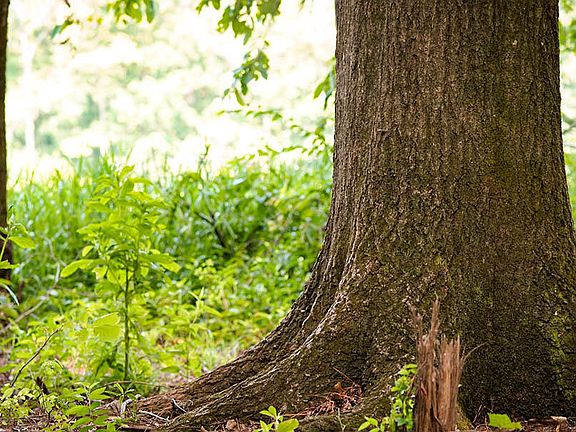 5th image of 9 Cypress Point