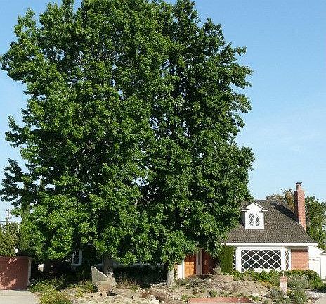 front view showing trees and native plants front yard