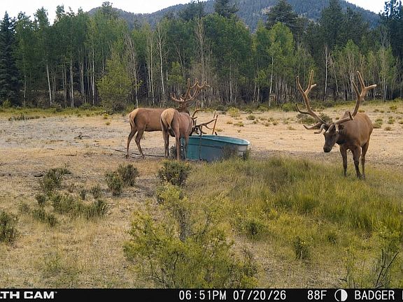 Summer Trail Camera Highlight 37