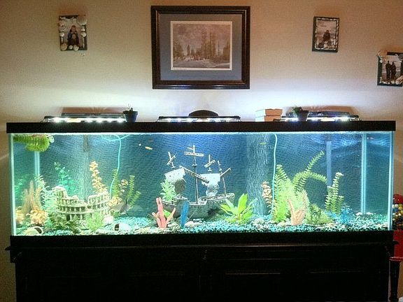 Aquarium in living room
