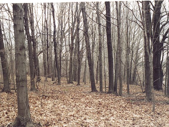 2nd image of Xxx Pine Avenue