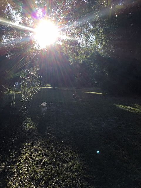 1st image of Newcomb Ln