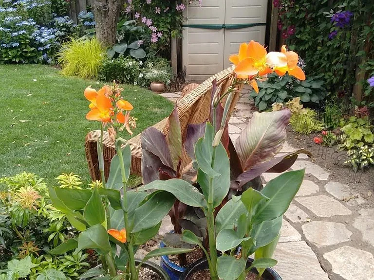 Back Garden