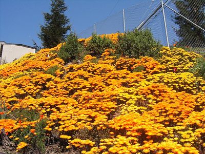 10707 La Honda Rd, Woodside, CA, 94062