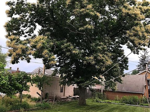 Backyard tree.