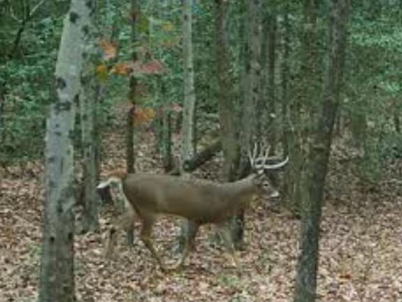 4th image of Big Woods Rd