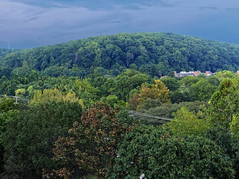 Woodland views from Avalon Hunt Valley