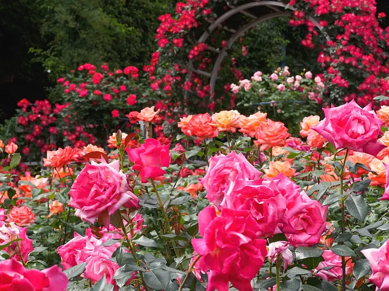 New Rose Park in Hopewell park