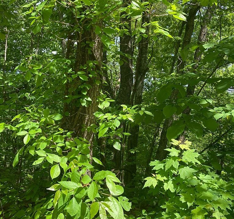 2nd image of 0 Hatcher Top Rd Lot 6