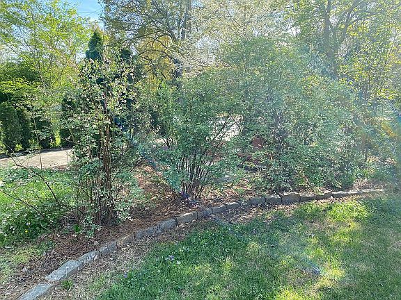 mature blueberry bushes