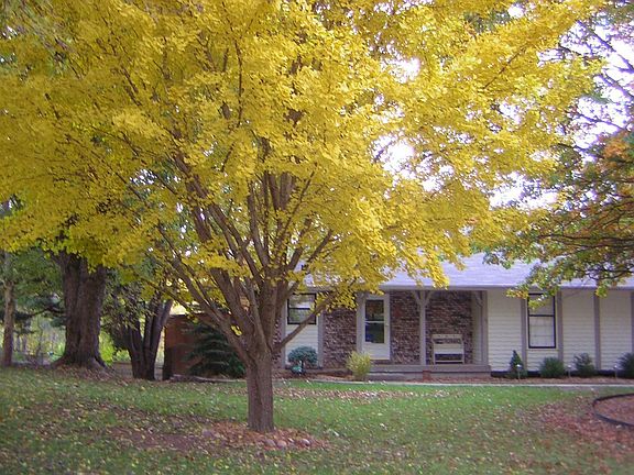 Gingko tree is one of six different species of trees.