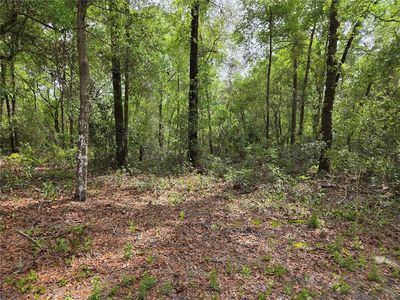 NW 97th Ct Lot 2, Chiefland, FL, 32626