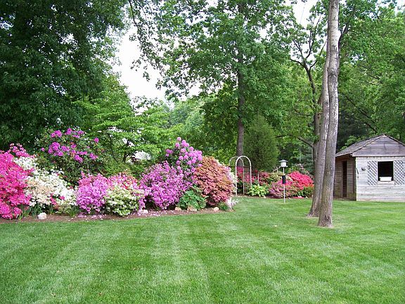 Back Yard in Spring