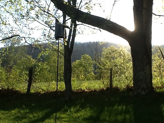 West view from family room