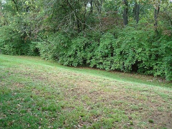 Your backyard woods view, deer included!