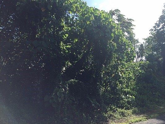 4th image of Manalo St Lot 5
