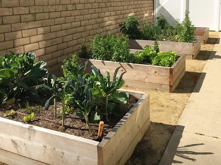 plant box