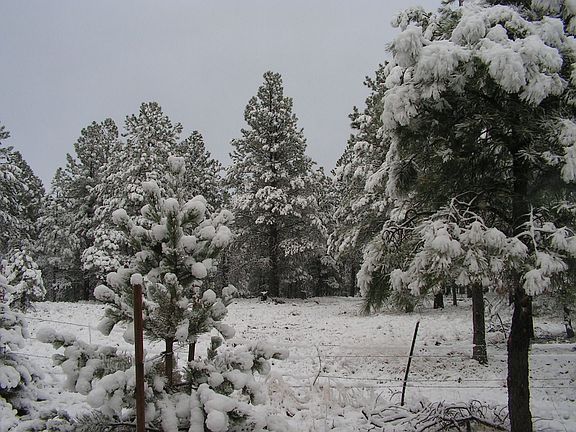 Back yard view - winter