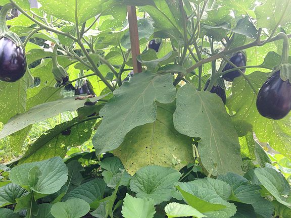 Eggplant in the backyard