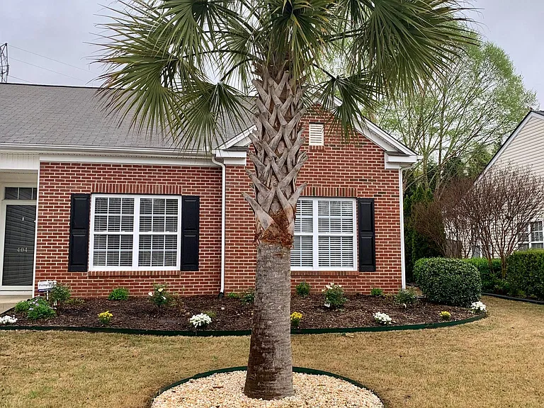 Palmetto Tree with freshly mulched flower garden in the front yard.....