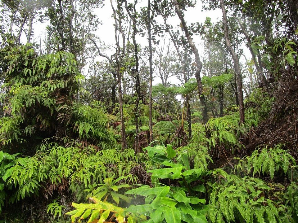 2nd image of Alaula St Lot 702