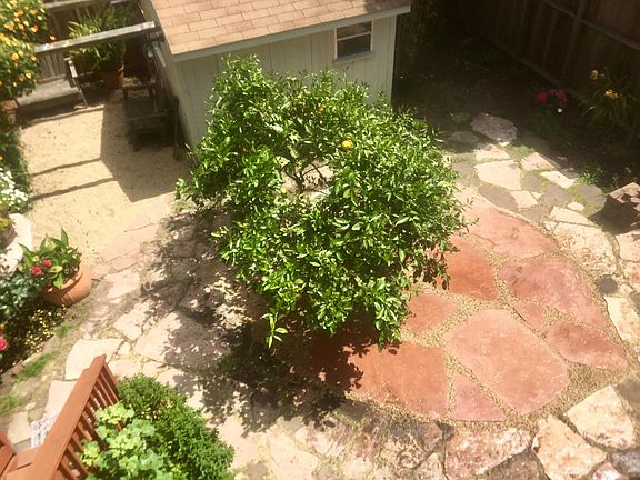 Lemon Tree & Shed