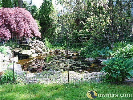 Coi pond with waterfall