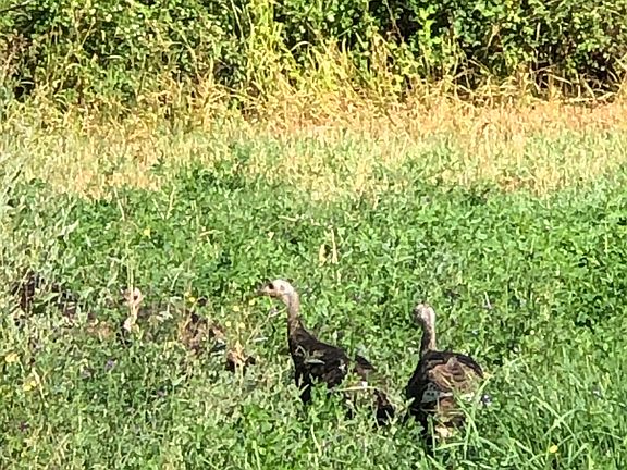 2nd image of Nason Rdg