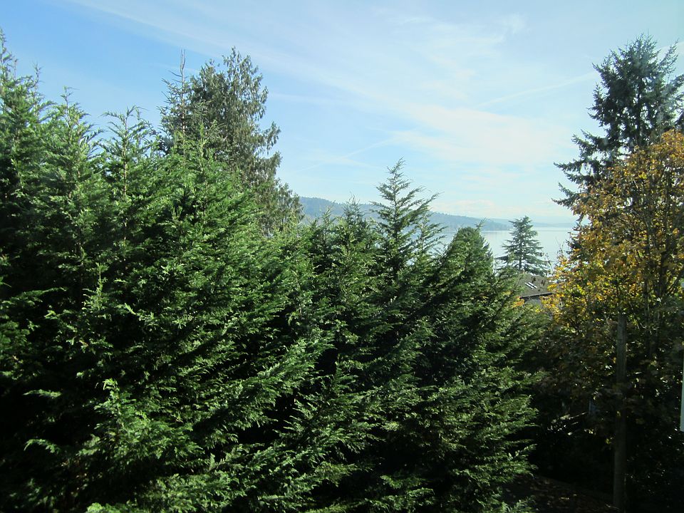 Trees look restful