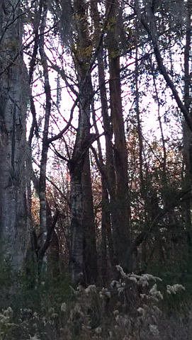 1st image of 170ll Forest Drive
