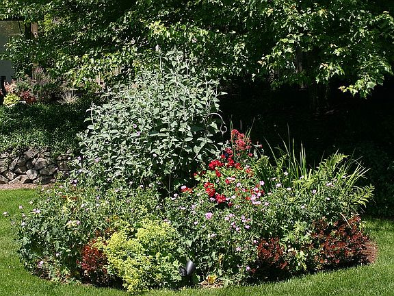 Back yard