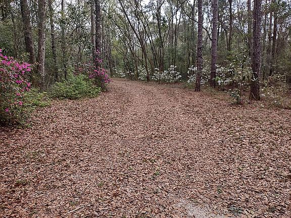 Azalea border driveway 