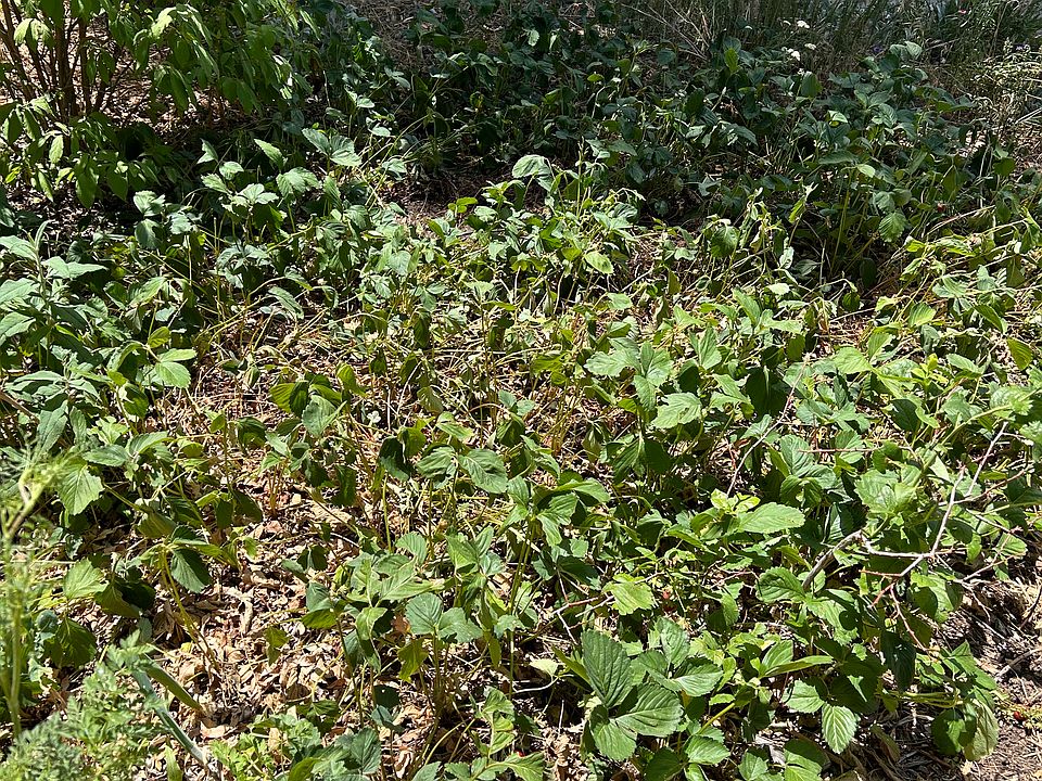 Strawberry patch tomato plants tomato plants